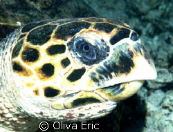 Tortue by Oliva Eric 